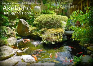 Relaxing Koi Pond and Japanese Garden